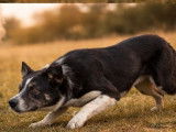 Saillie disponible avec 1 chien Border Collie LOF