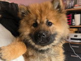 1 chiot femelle Eurasier LOF n&eacute;e en septembre 2025 &agrave; vendre