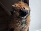 1 chiot femelle Eurasier LOF n&eacute;e en septembre 2025 &agrave; vendre
