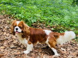 M&acirc;le Cavalier King Charles Spaniel disponible pour saillie