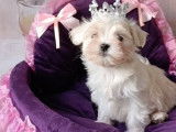 Magnifiques Bichons Maltais de petits gabarits &agrave; vendre