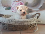 Magnifiques Bichons Maltais de petits gabarits &agrave; vendre