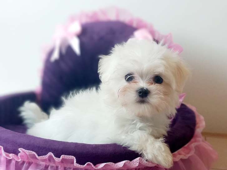 Magnifiques Bichons Maltais de petits gabarits à vendre