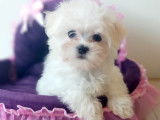 Magnifiques Bichons Maltais de petits gabarits à vendre