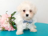 Magnifiques Bichons Maltais de petits gabarits à vendre