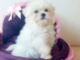 Magnifiques Bichons Maltais de petits gabarits à vendre