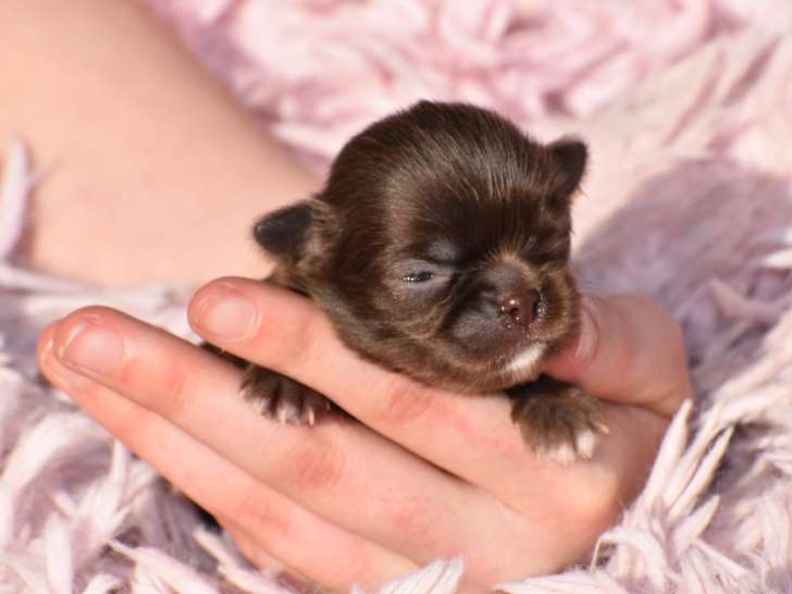 Zaro mâle chocolat 1800 euros