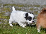 Chiots Chihuahua à vendre