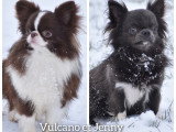 Parents des chiots lavandes et noir