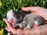 Zuma male lavande et blanc 1900euros