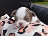 Chiots Chihuahua à vendre