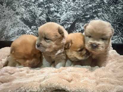 Chiots Chow Chow à vendre