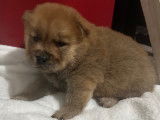 Chiots Chow Chow &agrave; vendre
