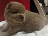 Chiots Chow Chow &agrave; vendre