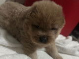 Chiots Chow Chow &agrave; vendre