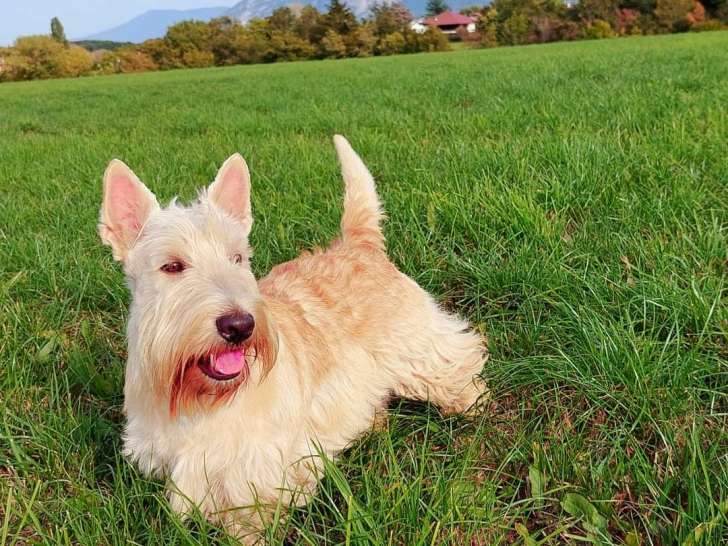Bel étalon Terrier Écossais disponible pour saillie