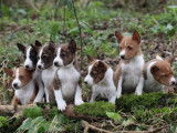 Plusieurs chiots Basenji LOF &agrave; r&eacute;server