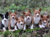 Plusieurs chiots Basenji LOF &agrave; r&eacute;server