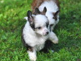 6 chiots Chiens Chinois &agrave; Cr&ecirc;te LOF &agrave; vendre, 4 m&acirc;les et 2 femelles