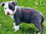 1 chiot femelle Staffordshire Terrier Am&eacute;ricain LOF &agrave; vendre, n&eacute;e en novembre 2025