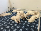 12 chiots Golden Retrievers LOF &agrave; r&eacute;server, 8 femelles et 4 m&acirc;les n&eacute;s en d&eacute;cembre 2025