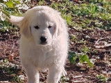 1 chiot femelle Golden Retriever LOF &agrave; vendre, n&eacute;e en novembre 2025