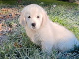 1 chiot femelle Golden Retriever LOF &agrave; vendre, n&eacute;e en novembre 2025