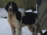 3 chiots femelles English Springer Spaniel LOF &agrave; vendre