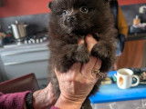 Chiots Spitz Nain à vendre