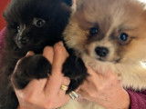 Chiots Spitz Nain à vendre