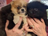 Chiots Spitz Nain à vendre