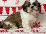 Des chiots m&acirc;les Shih Tzu LOF &agrave; vendre, n&eacute;s en octobre 2025