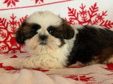 Des chiots m&acirc;les Shih Tzu LOF &agrave; vendre, n&eacute;s en octobre 2025