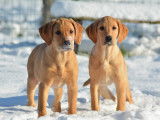 2 chiots m&acirc;les Retrievers du Labrador LOF &agrave; vendre