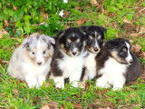 4 chiots Chiens de Berger des Shetland LOF &agrave; r&eacute;server