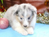 4 chiots Chiens de Berger des Shetland LOF &agrave; r&eacute;server