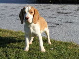 1 chien Beagle LOF &agrave; vendre