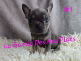 Chiots Bouledogues Français à vendre