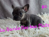 Chiots Bouledogues Français à vendre