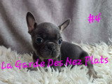 Chiots Bouledogues Français à vendre