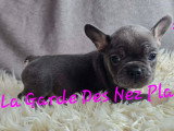 Chiots Bouledogues Français à vendre