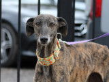 Peca, femelle Galgo Espagnol &agrave; adopter en association