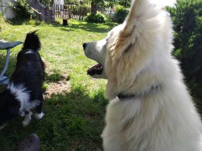 Berger Blanc Suisse &agrave; donner