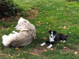 Berger Blanc Suisse à donner et Border coolie