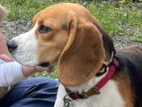 M&acirc;le Beagle disponible pour saillie