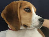M&acirc;le Beagle disponible pour saillie