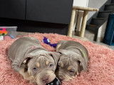 Chiots American Bully &agrave; vendre