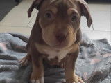 Chiots American Bully &agrave; vendre