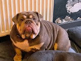 Jeune femelle Bouledogue Anglais &agrave; vendre