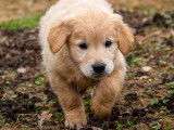 Chiot Golden Retriever &agrave; vendre